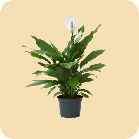 Live Plants