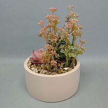 Indoor Plants