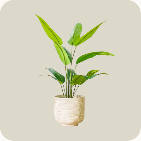 Plants & Flowers