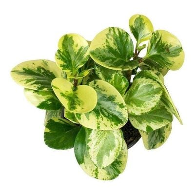 Peperomia Overig Green 10-15cm