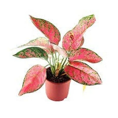 Aglaonema Anyamanee Pink/Green 20-25cm