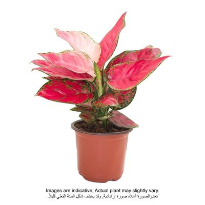 Aglaonema Anyamanee Pink/Green 20-25cm