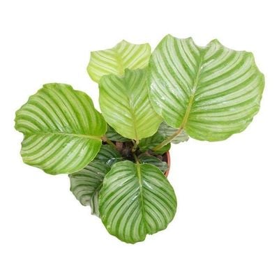 Calathea Orbifolia Plant With Pot And Soil Green/Brown