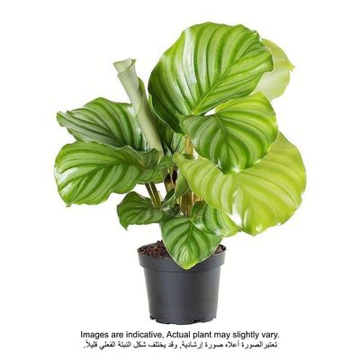 Calathea Orbifolia Plant With Pot And Soil Green/Brown