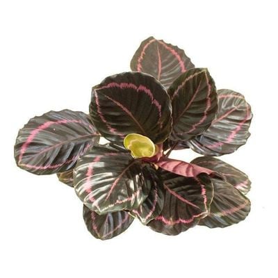 Calathea Roseopicta Plant With Pot And Soil Pink/Brown/Black
