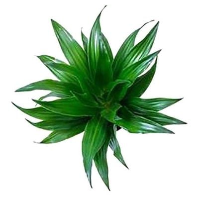 Dracaena Head Mini Plant green