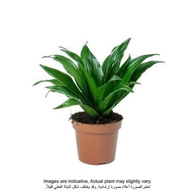 Dracaena Head Mini Plant green