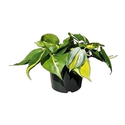 Philodendron Brasil Plant With Pot And Soil Green/ Yellow/ Black