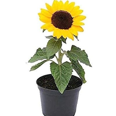 Sunflower Plant With Pot And Soil Green/ Yellow/ Black