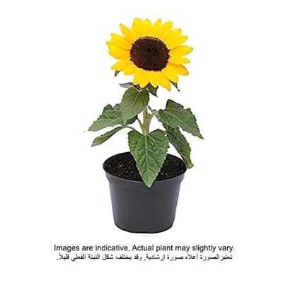 Sunflower Plant With Pot And Soil Green/ Yellow/ Black