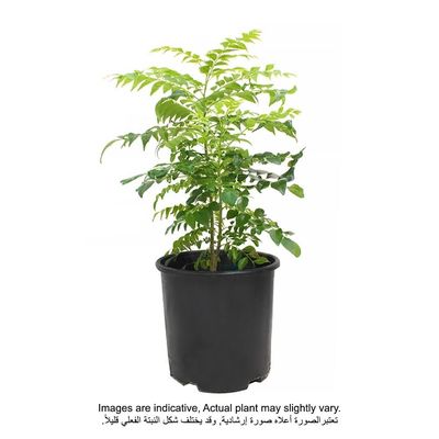 Curry plant 50-70 CM | Fresh plant