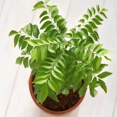 Curry plant 50-70 CM | Fresh plant