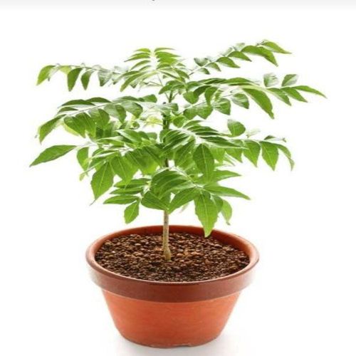 نبات الكاري 50-70 سم | نبات طازج