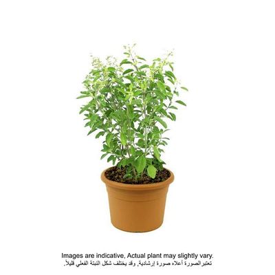 Holy Basil/Tulsi Plant 40-50 CM | Fresh Plant