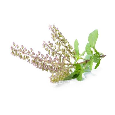 Holy Basil/Tulsi Plant 40-50 CM | Fresh Plant