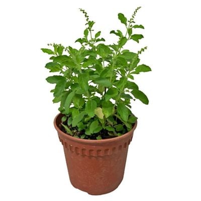 Holy Basil/Tulsi Plant 40-50 CM | Fresh Plant