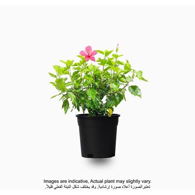 Hibiscus 50-70 CM | Fresh Plant