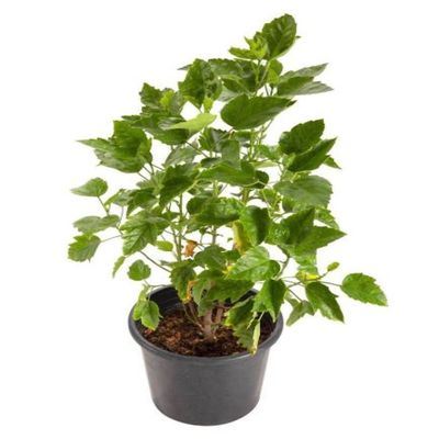 Hibiscus 50-70 CM | Fresh Plant