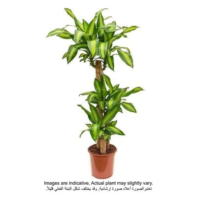 Dracaena Fragrans Plant With Pot And Soil Green/ Yellow/ Brown