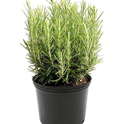 Rosemary Outdoor Plant With Pot Green/Yellow