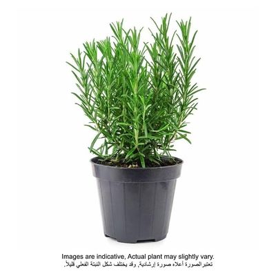 Rosemary Outdoor Plant With Pot Green/Yellow