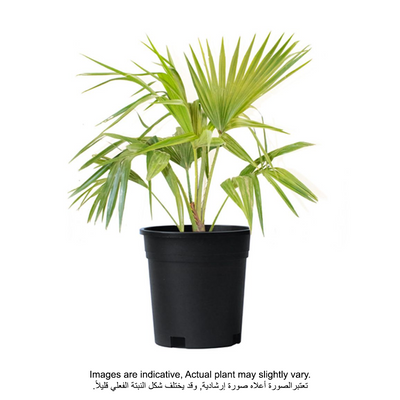 Livistona Palm Plant With Pot And Soil Green/ Black