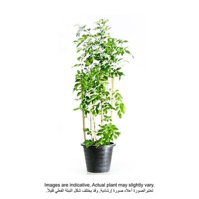 Jasmine Murraya Plant With Pot And Soil Green/Black