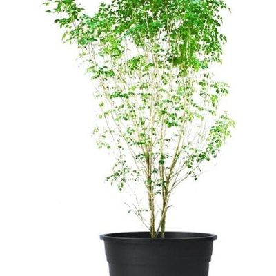 Jasmine Murraya Plant With Pot And Soil Green/Black