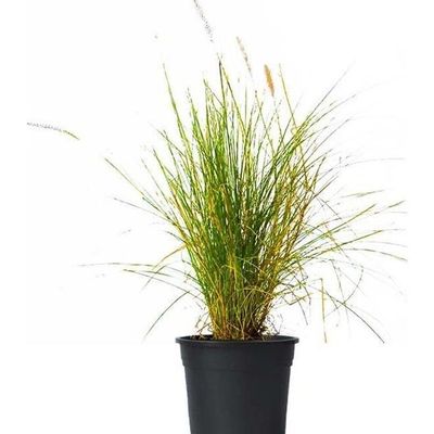 Pennisetum Light Green/Lemon Yellow 80-85cm