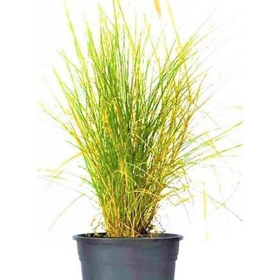 Pennisetum Light Green/Lemon Yellow 80-85cm