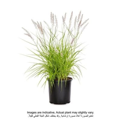 Pennisetum Light Green/Lemon Yellow 80-85cm