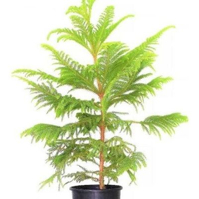 Araucaria Green 105-110cm