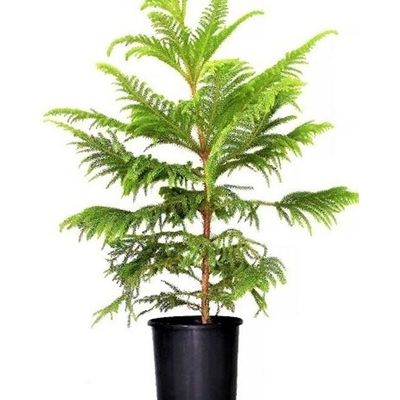 Araucaria Green 105-110cm