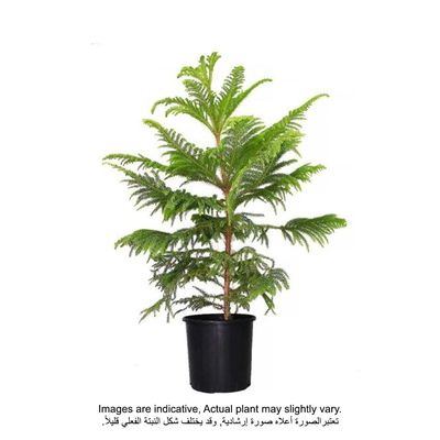 Araucaria Green 105-110cm