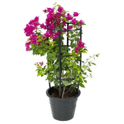 Bougainvillea 50-70 CM | Fresh Plant