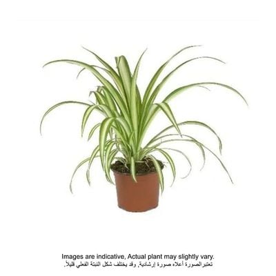 chlorophytum comosum | Plants