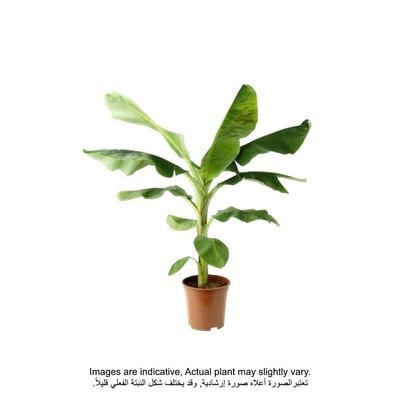 Brook Floras | Banana Plants Brook Floras | Banana Plants