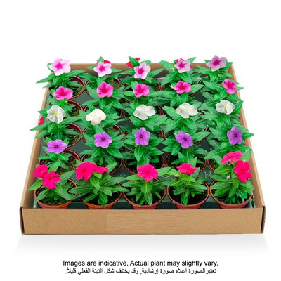 بروك فلوراس | فينكا روزيا - صندوق 24 قطعة - نباتات طازجة