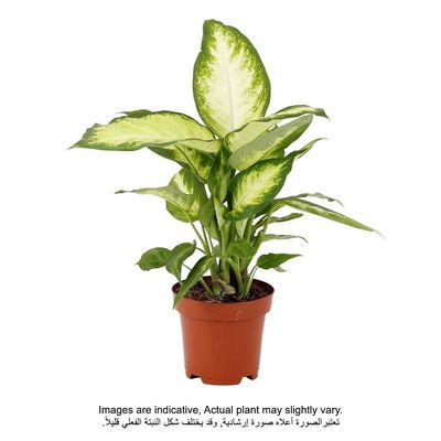 Dieffenbachia Camila 30 CM Plant | Fresh live indoor plants