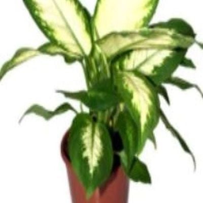Dieffenbachia Camila 30 CM Plant | Fresh live indoor plants