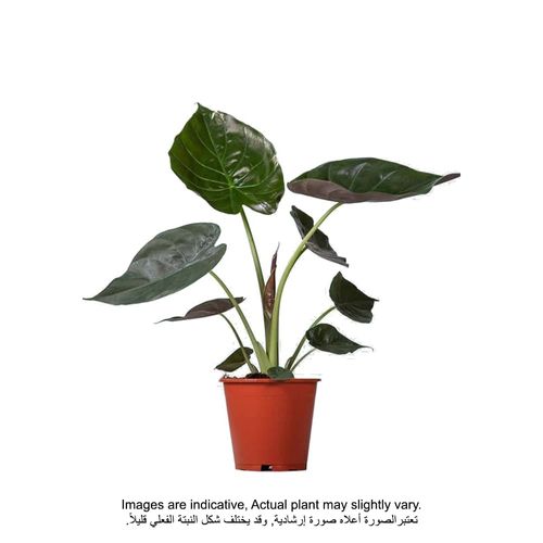 Brook Floras | Alocasia Wentii - 80 CM - plants