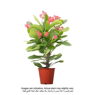 Brook Floras | Euphorbia Small Fresh Plants 12-15 CM