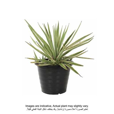 Brook Floras | Agave Plant Variegated - Fresh Indoor Plants