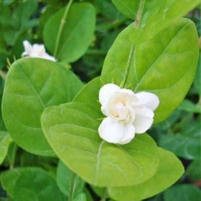 Brook Floras | Jasmine Mogra - Fresh Plants