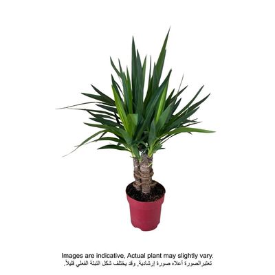 Brook Floras | Yucca - Fresh Live Plant