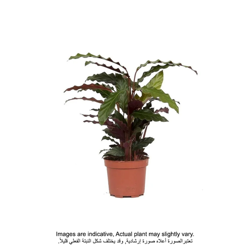 Calathea Rufibarba Tropistar - Fresh Indoor Plants