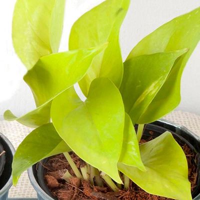 Brook Floras | Neon Pothos- Fresh Indoor Plants