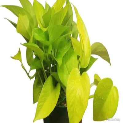 Brook Floras | Neon Pothos- Fresh Indoor Plants