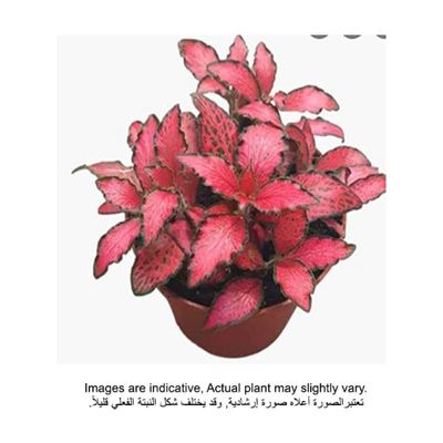 Fittonia Red Leaf small 8 CM - Fresh Indoor Plants