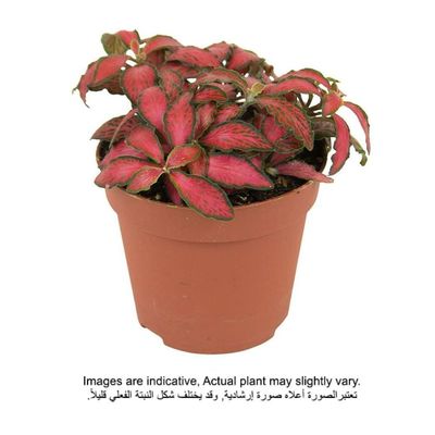 Fittonia Red Leaf small 8 CM - Fresh Indoor Plants